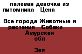 палевая девочка из питомника › Цена ­ 40 000 - Все города Животные и растения » Собаки   . Амурская обл.,Зея г.